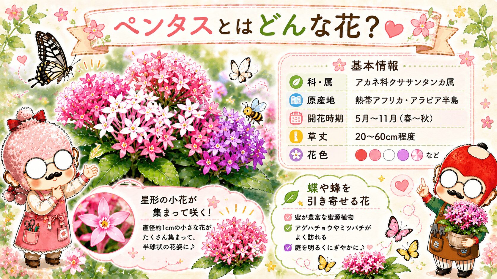 ペンタスとはどんな花