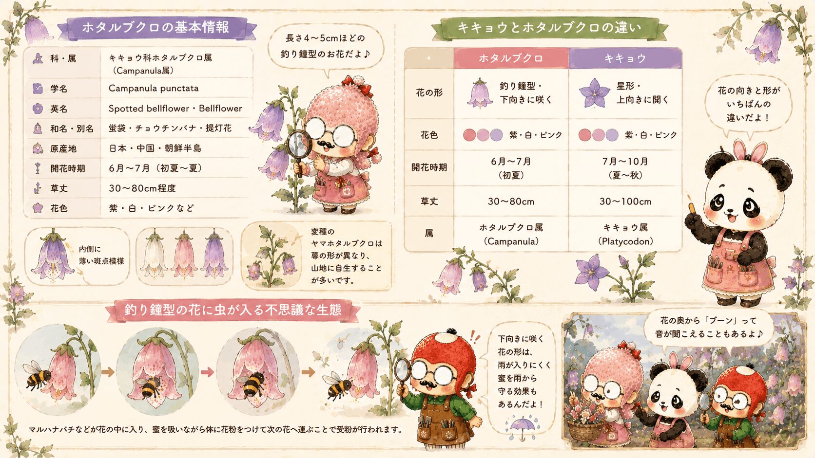 ホタルブクロとはどんな花