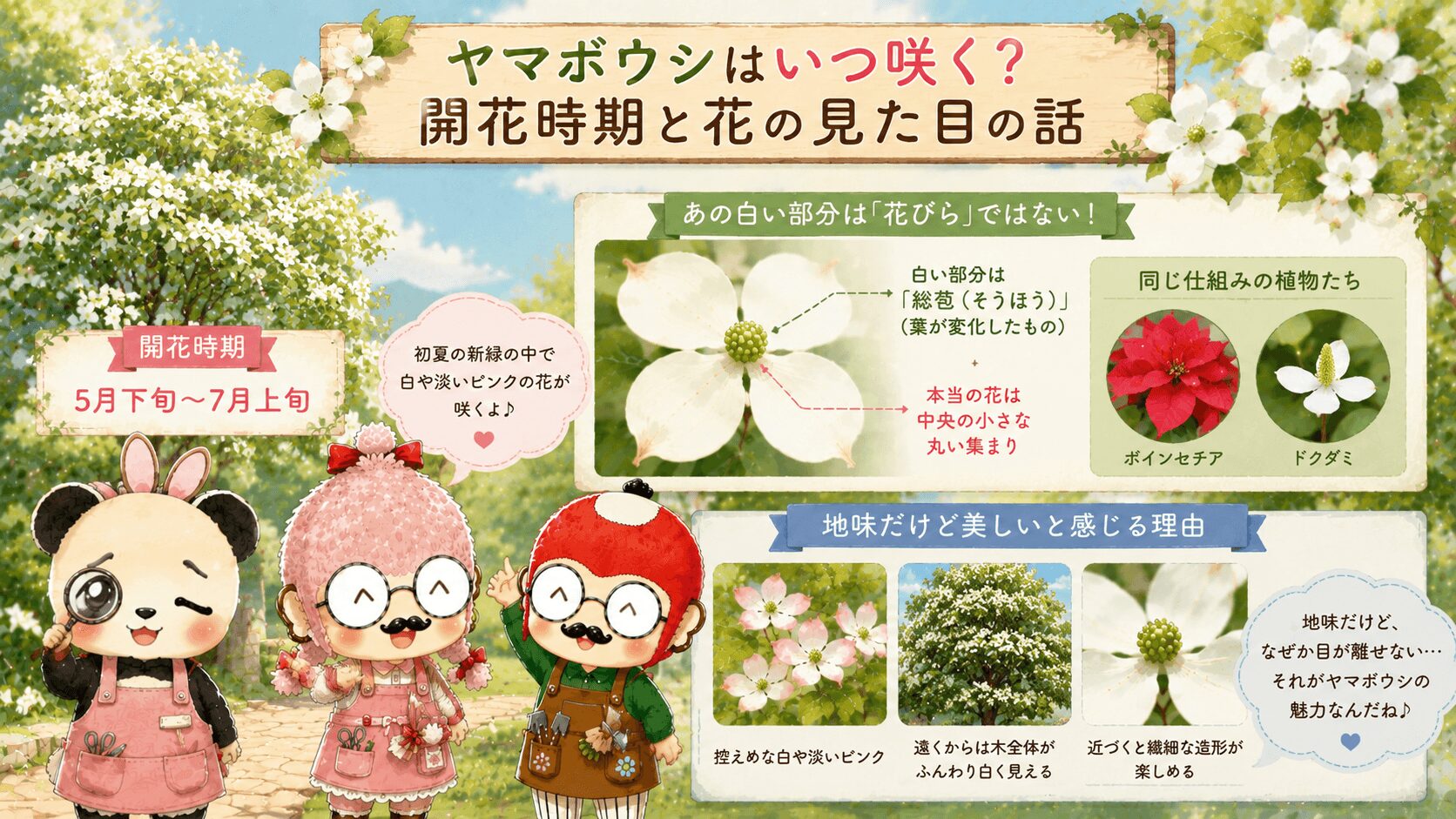 ヤマボウシの開花時期