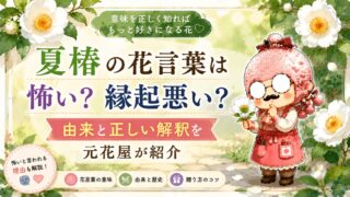 夏椿の花言葉は怖い？縁起悪い？由来と正しい解釈を元花屋が紹介