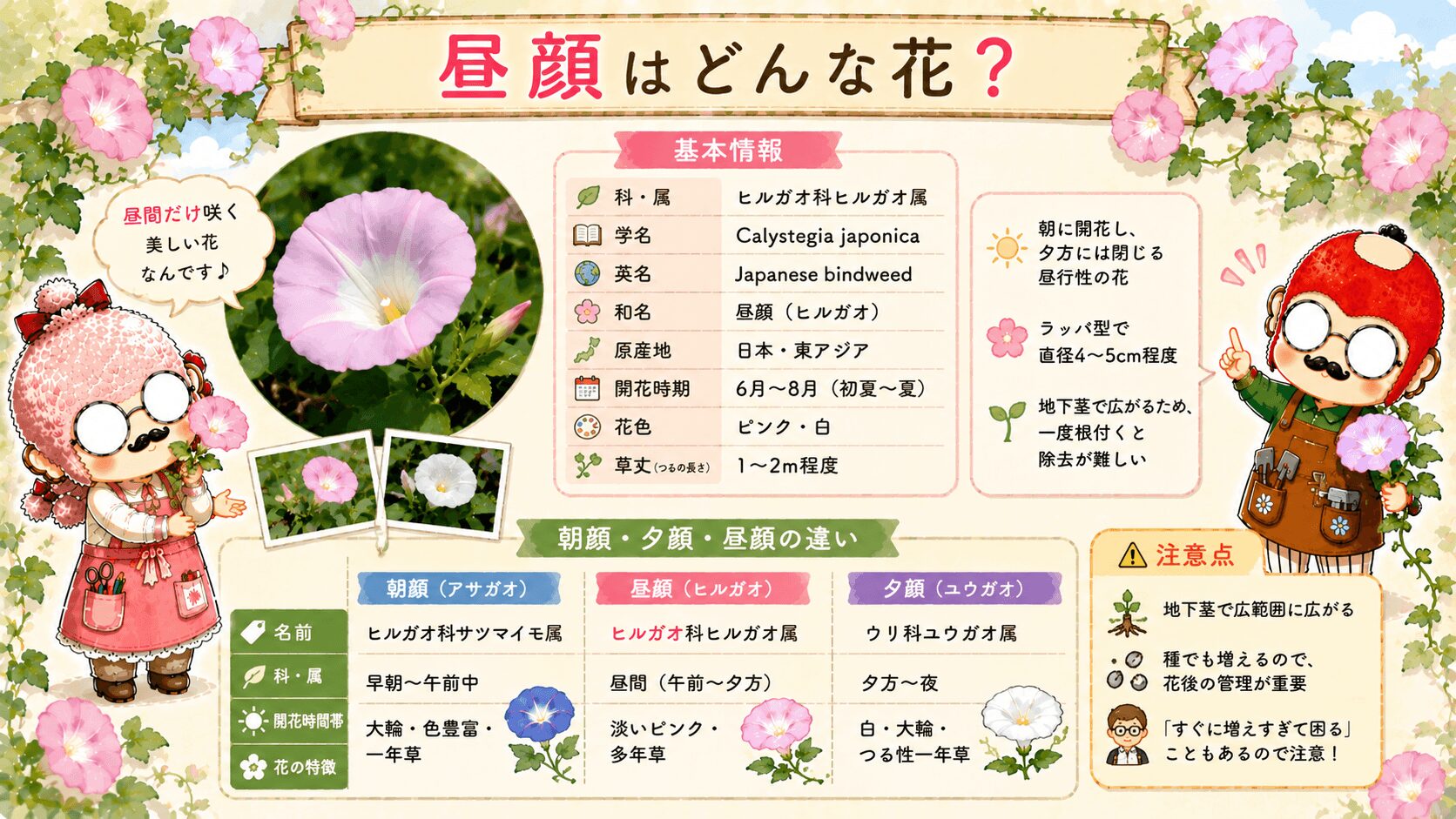 昼顔とはどんな花