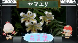 ハイビスカスの花言葉！由来＆怖い＆色別を徹底網羅！