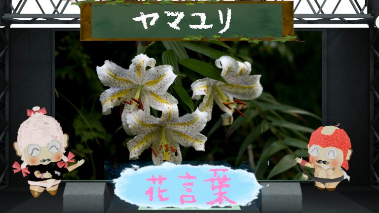 ヤマユリの花言葉!怖い由来&日本一強い香りの花を徹底深堀り