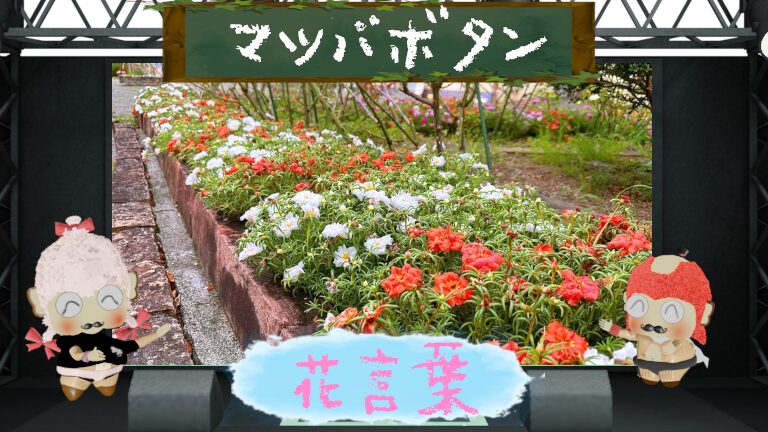 マツバボタンの花言葉！色別や怖い由来＆日本一香りが強い花？