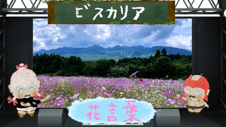 ビスカリアの花言葉!色別や怖い由縁からユニーク和名まで解説