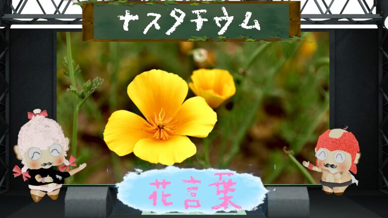 ナスタチウムの花言葉!色別&怖い理由&アブラムシとの関係まで