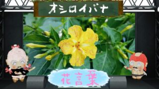 彼岸花の花言葉！色別や怖い理由から毒性に関する注意点まで