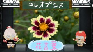 コレオプシスの花言葉！怖い理由はタネとカメムシ？