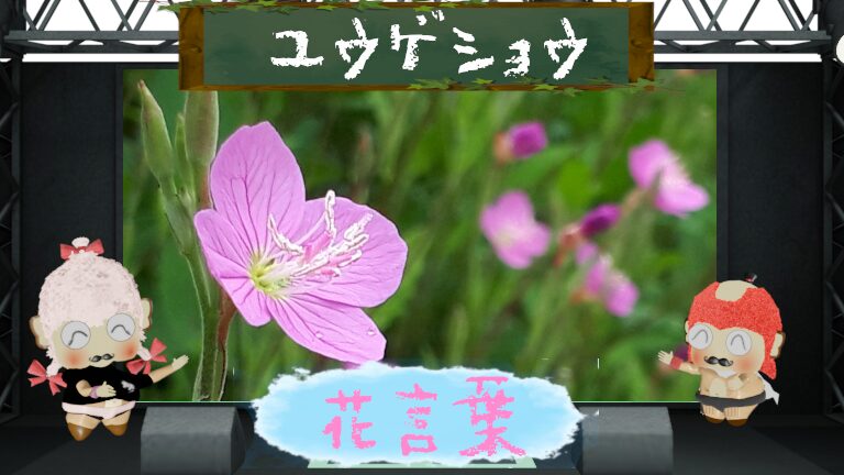 ユウゲショウの花言葉!夕方に可憐に咲く花は食べられるの?