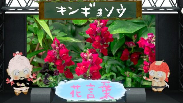 キンギョソウの花言葉！色別や由来から怖い理由まで！