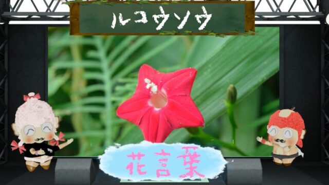 ルコウソウの花言葉！色別や怖い理由＆縷紅草という名の由来