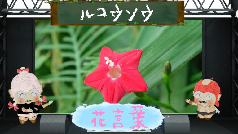 ルコウソウの花言葉!色別や怖い理由&縷紅草という名の由来