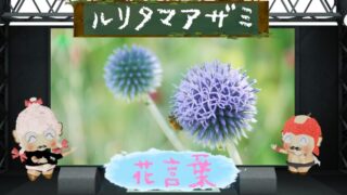 ルリタマアザミの花言葉！怖い理由＆たまねぎに似た蕾の面白み