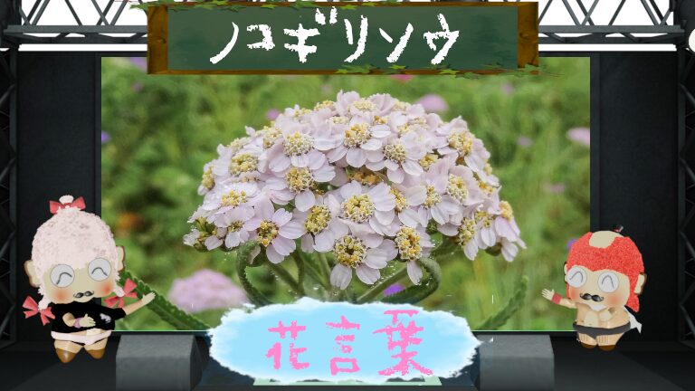 ノコギリソウの花言葉!怖い理由&アキレス腱との関連とは?
