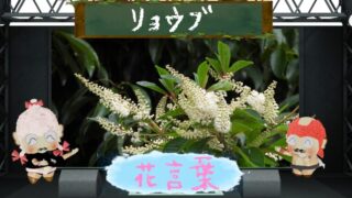 リョウブの花言葉とは？怖い理由＆飢饉の時は食べられてた？