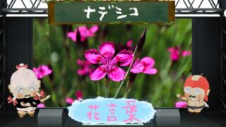 ナデシコの花言葉！怖い理由＆女性を示す名前の由来とは？