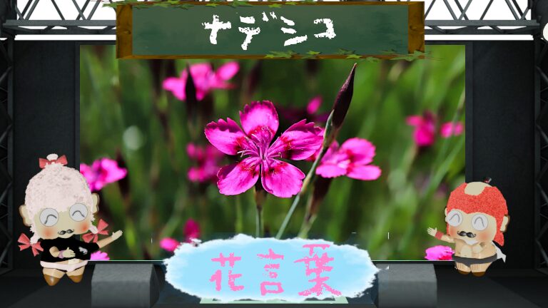 ナデシコの花言葉！怖い理由＆女性を示す名前の由来とは？