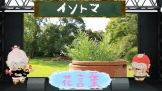 ニチニチソウの花言葉とは？色別＆怖い理由から毒性の注意点まで