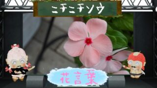 イソトマの花言葉！怖い理由＆毒性に対する注意点