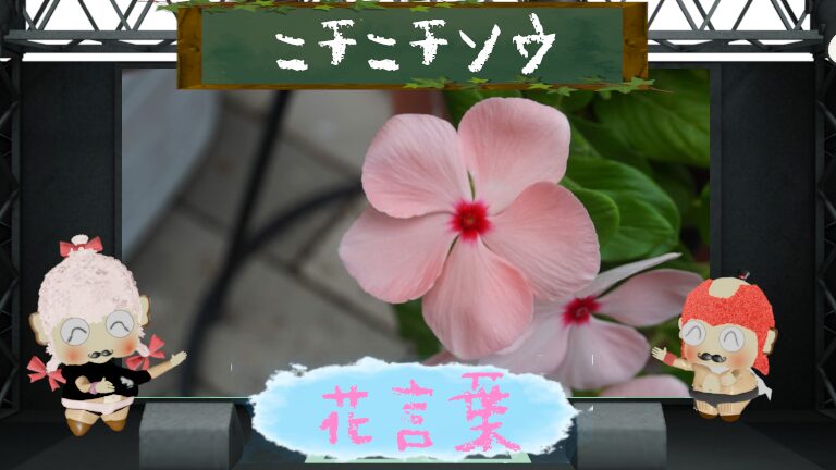 ニチニチソウの花言葉とは?色別&怖い理由から毒性の注意点まで