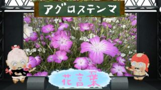 アグロステンマの花言葉と育て方！7月の誕生花は毒性あり？