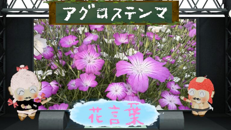 アグロステンマの花言葉と育て方！7月の誕生花は毒性あり？