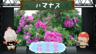 ハマナスの花言葉！由来や怖い理由とは？海辺に咲くバラ科