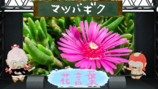 マツバギクとは？花言葉や怖い由来などキラキラ花を大分析