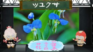 ツユクサの花言葉！色別＆怖い理由～１日草の儚さを分析！