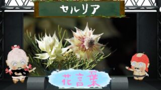 セルリアの花言葉！怖い理由＆実は絶滅しかけた品種だった？