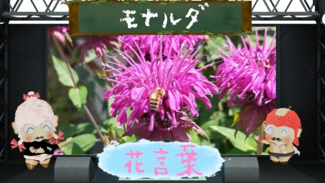 モナルダの花言葉！怖い理由＆蜜を欲するハチ寄せ花の魅力とは？