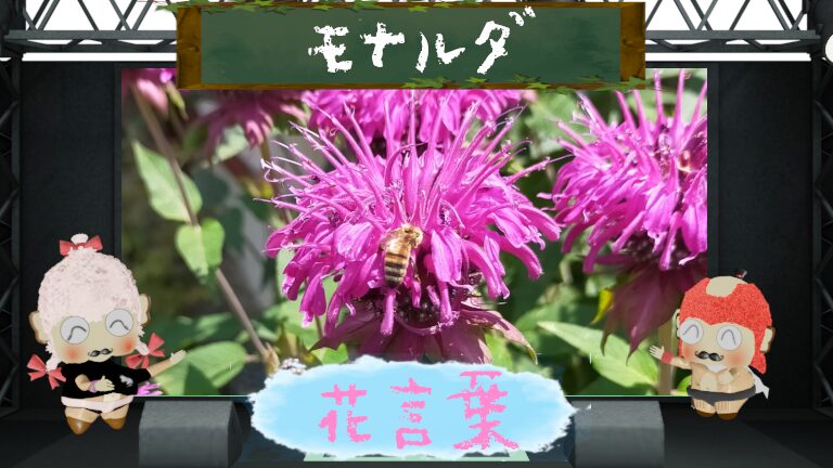 モナルダの花言葉!怖い理由&蜜を欲するハチ寄せ花の魅力とは?