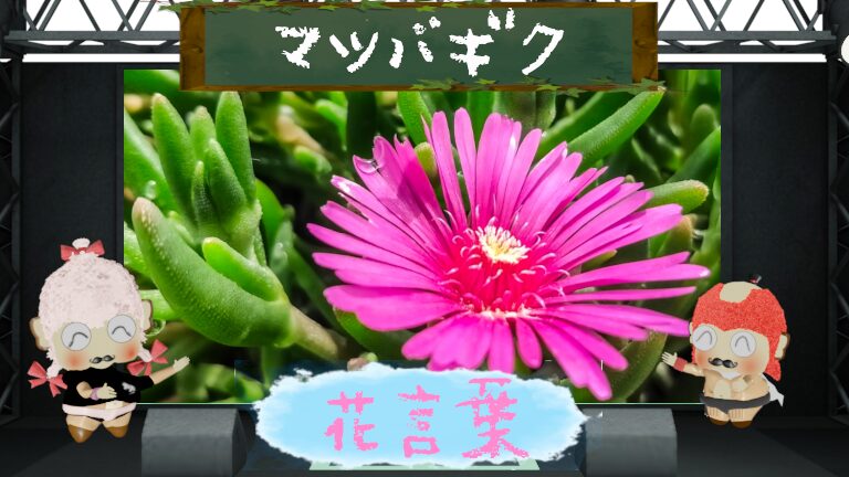 マツバギクとは?花言葉や怖い由来などキラキラ花を大分析