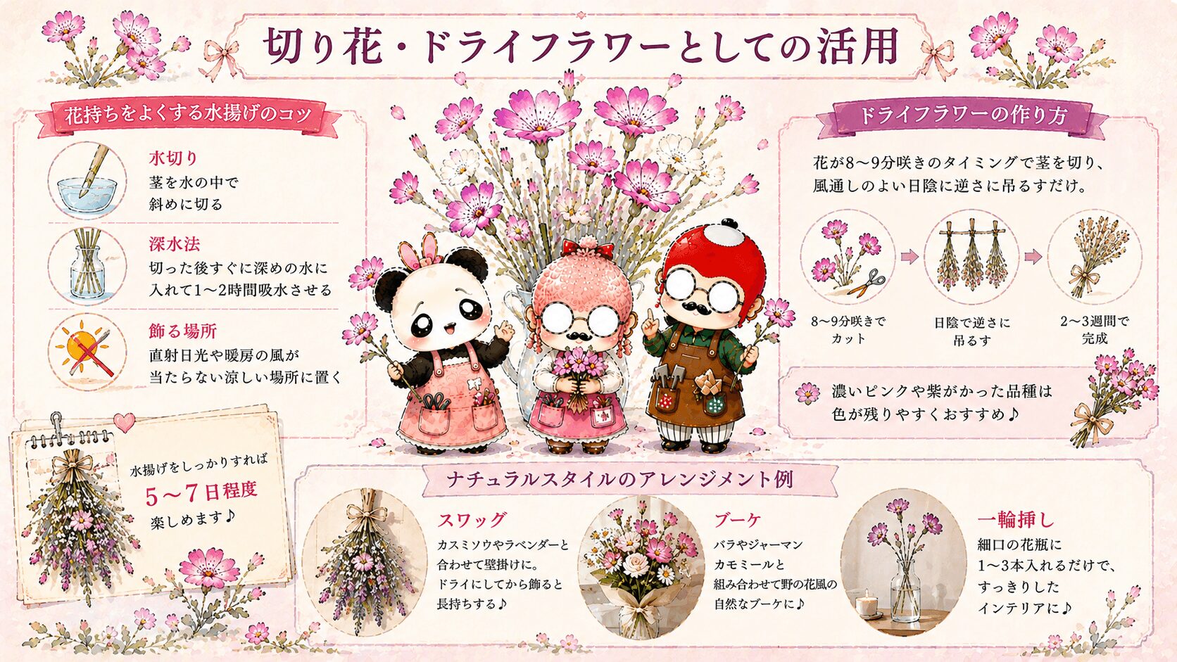 アグロステンマの切り花とドライフラワーガイド