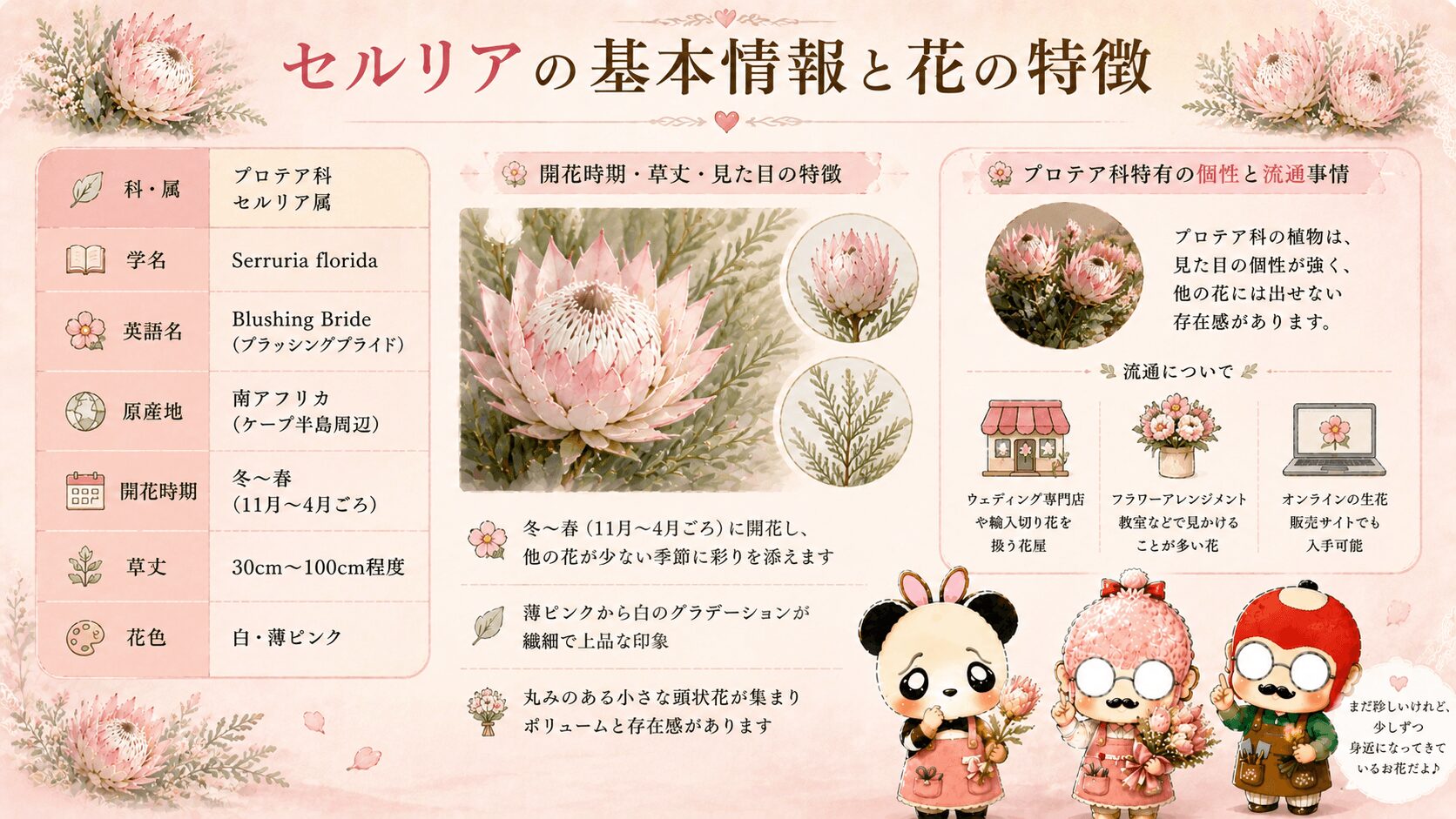 セルリアの基本情報