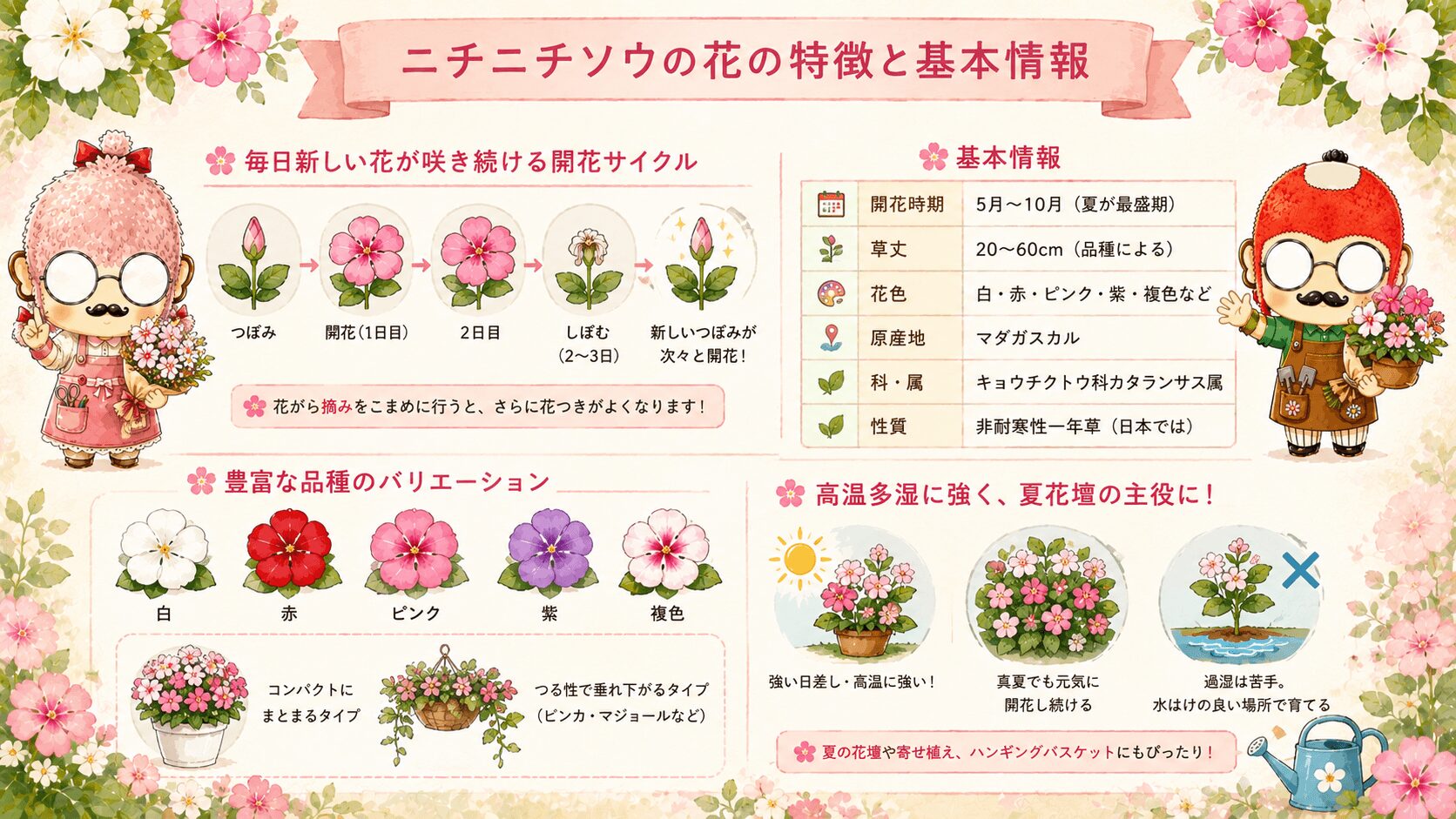 ニチニチソウの基本情報