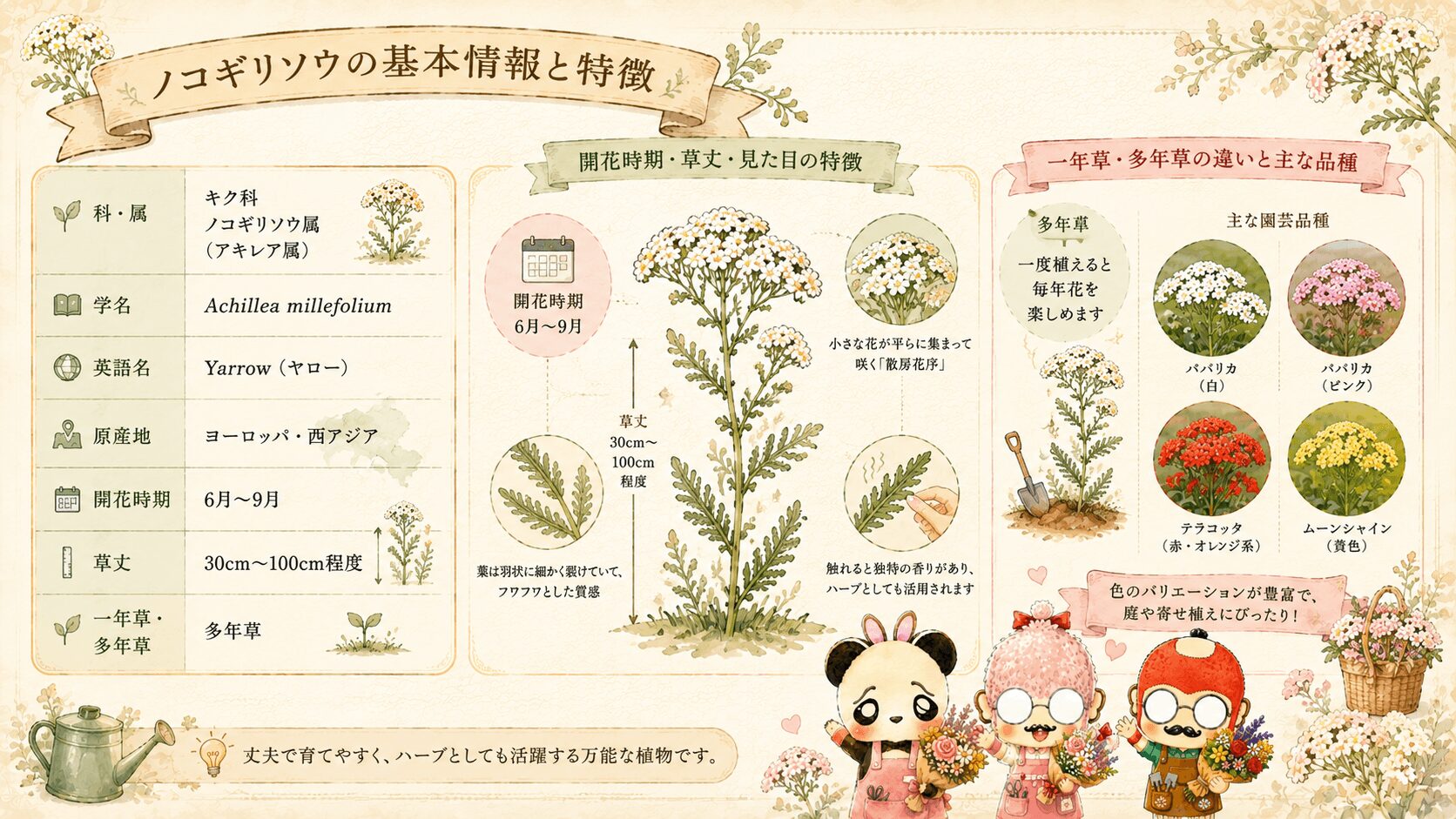 ノコギリソウの基本情報