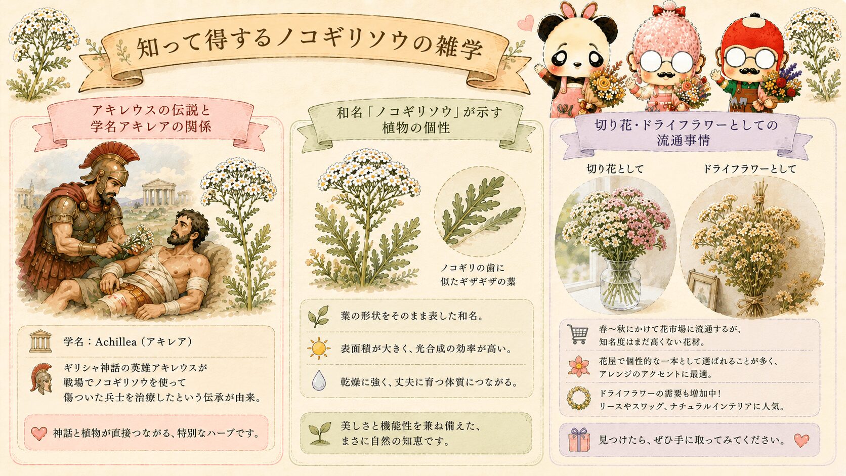 ノコギリソウの雑学