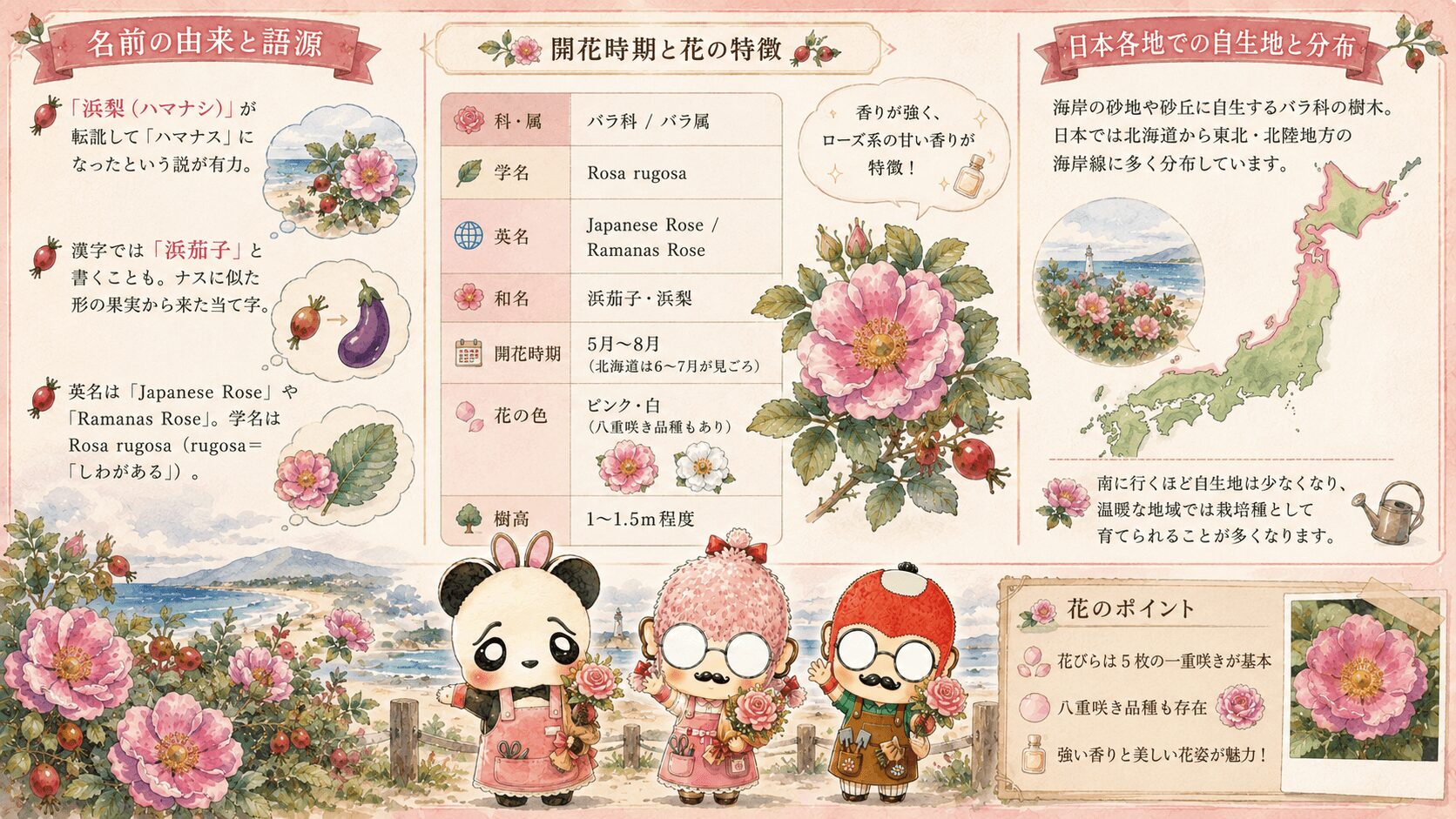 ハマナスの名前の由来