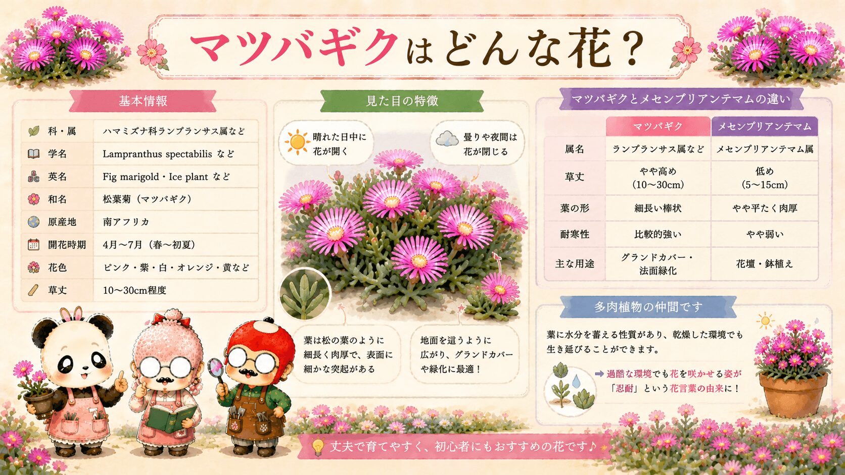 マツバギクとはどんな花