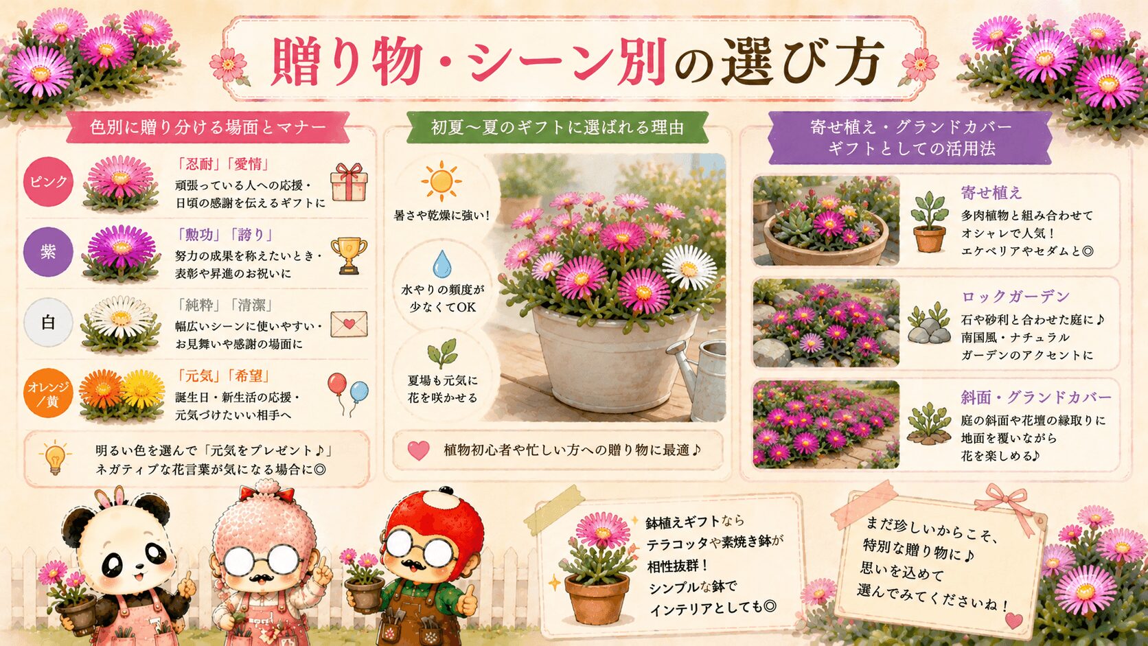 マツバギクの贈り方