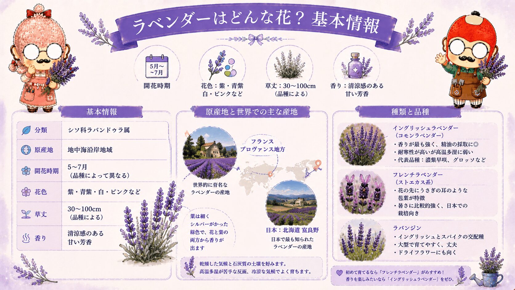 ラベンダーの基本情報