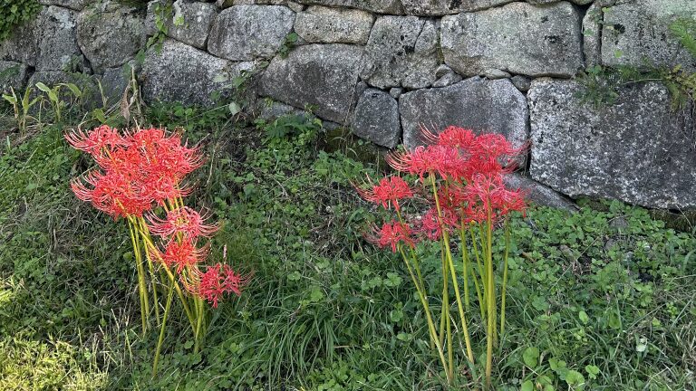 彼岸花