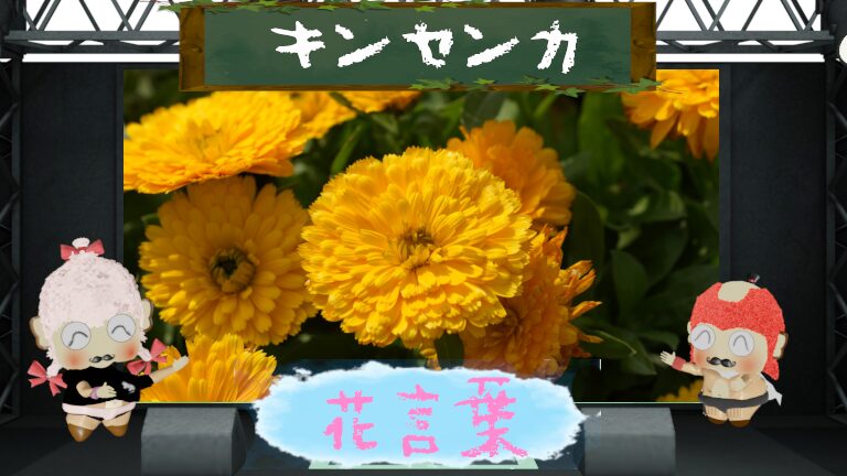 キンセンカの花言葉!色別&怖い理由&貧者のサフランを大説明!