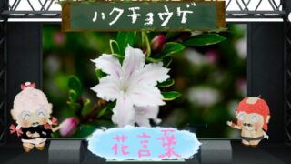 ホオズキの花言葉！色別や怖い由来など裏表がある花言葉を解説