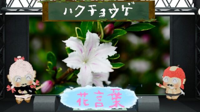 ハクチョウゲの花言葉！色別＆怖い理由から名前の由来まで大解析