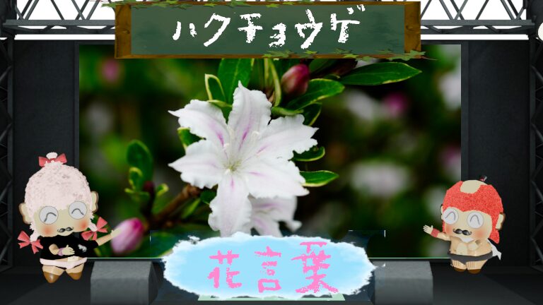 ハクチョウゲの花言葉！色別＆怖い理由から名前の由来まで大解析