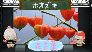サギソウの花言葉！色別や怖い理由から由来の切ない恋物語まで