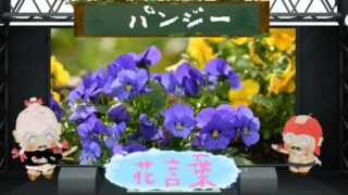 サギソウの花言葉！色別や怖い理由から由来の切ない恋物語まで