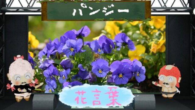 パンジーの花言葉！色別＆怖い理由は花びらが顔に見えるから？